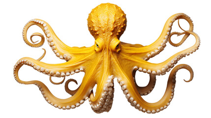 Yellow Octopus with Wavy Tentacles Isolated on Transparent or White Background, PNG