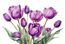 Bouquet Of Purple Tulips On A White Background. Watercolor Illustration