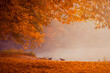 Pejzaż jesienny. Mglisty poranek w parku. Spacer i tajemniczy klimat miejsca. Kolorowe jesienne liście na drzewach. Polska