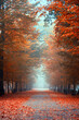 Aleja jesienna wśród drzew, krajobraz