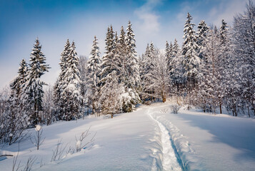 Wall Mural - Sunny winter scenery. Trekking in the snowy mountain mountain forest. Bright winter landscape of Carpathian mountains, Ukraine, Europe. Beauty of nature concept background.