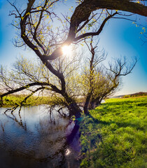 Wall Mural - Old willow tree on the shore of Strypa river, Ukraine, Europe. Unbelievable spring scene of green meadow. Beauty of nature concept background.