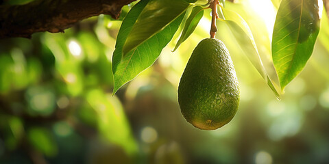 Wall Mural - Under the brilliant midday sun, an avocado is a natural masterpiece.