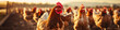 rooster and chickens outdoor