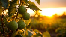 Sunset During The Autumn Harvest. Plantations Of Green Passion Fruit On The Vine.