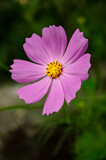 Fototapeta Kosmos - ピンク色のコスモスの花が咲いています
