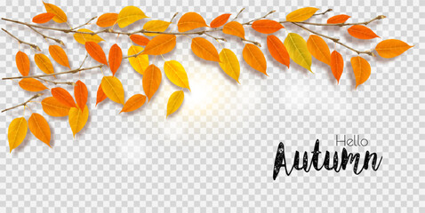 Poster - Autumn nature branches with colorful leaves and sun on transparent background. Vector illustration.