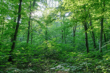 Wall Mural - Sunlight in the green forest, spring time