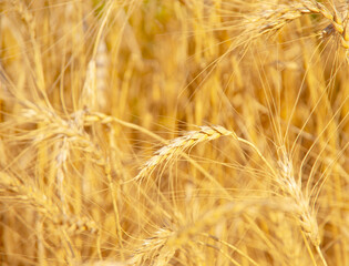 Wall Mural - Fields of wheat at the end of summer fully ripe