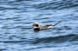 Portrait of male of the long-tailed duck (Clangula hyemalis), oldsquaw - brown-white duck in sea