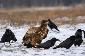 Wall Mural - Close-up of the white-tailed eagle (Haliaeetus albicilla) - large brown-white eagle on snow in winter