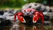 Female red land crab One of the most gorgeous fresh water crabs in the world, found solely on the island.Crabs that are also known as Fire-Red crabs or Waterfalls crabs. 