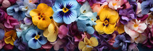 Yellow Blue Purple Pansies Violets Flowers, On Sunny Garden Background, Banner 