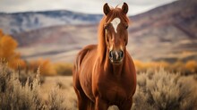 In Gorgeous Idaho Farmland, A Rust-colored Horse Looks At You.