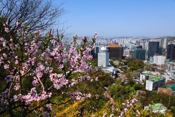 Wall Mural - Seoul city and peach blossoms