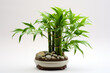 Bamboo plant arrangement for Asian New Year luck isolated on a white background 