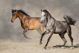 Fototapeta Konie - Couple horse run