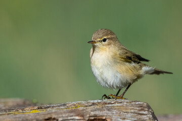 robin on a branch