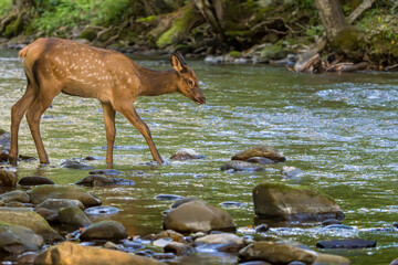 elk calf crossing a river