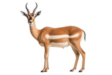 Gazelle Isolated On Transparent Background, Generative Ai