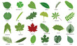© wordspotrayal - vector Illustration big set of different leaves Isolated on White Background