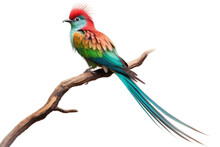 Quetzal Isolated On Transparent Background, Generative Ai