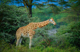 Fototapeta Sawanna - giraffe in the savannah, giraffe eating grass, giraffe in the wild
