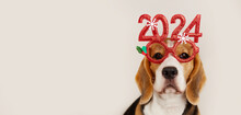 Happy New Year And Merry Christmas 2024 Greeting Banner Or Postcard. A Beagle Dog In Carnival Glasses With The Numbers Of The 2024 New Year. Copy Space.