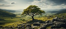 Lonely Tree On A Hillside In Peak District National Park