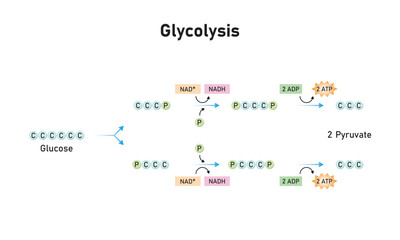  Glycolysis Pathway Scientific Design. Vector Illustration.