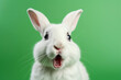 Portrait of white rabbit with funny surprised expression on its face on green background