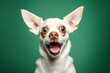 Portrait of white chihuahua dog with funny surprised expression on its face on green background