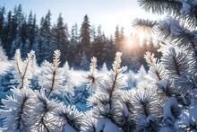 Frosty Spruce Branches. Outdoor Frost Scene. Snow Winter Background. Nature Forest Light Landscape. Beautiful Tree And Sunrise Sky. Sunny, Snowy, Scenic, Snowfall