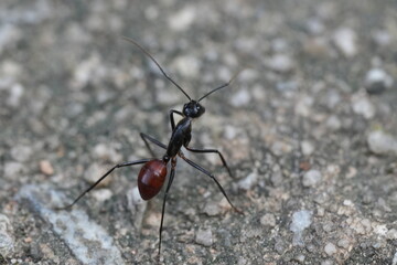 dinomyrmex gigas, commonly known as the giant gliding ant, is a remarkable species of large predator