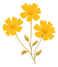 Hand Drawing Yellow Daisy Flowers Illustration Clipart Isolated.