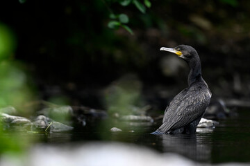 Poster - Great cormorant // Kormoran (Phalacrocorax carbo)