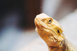 Portrait d'un reptile dragon barbu ou Pogona vitticeps