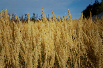 Wall Mural - Golden high grass