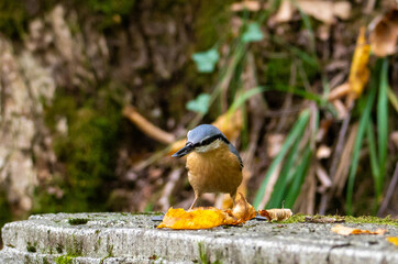 A close-up with a Sitta europaea bird holding a seed in its beak