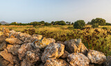 Fototapeta  - A landscape with a meadow, olive trees and a stone wall illuminated by the morning sun