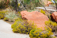 Desert Landscape, Red Rock And Wild Yellow Flowers