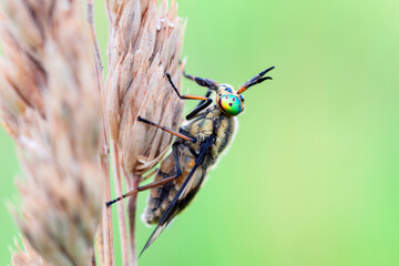 Wall Mural - portrait of a fly on a plant in its natural environment. close-up...