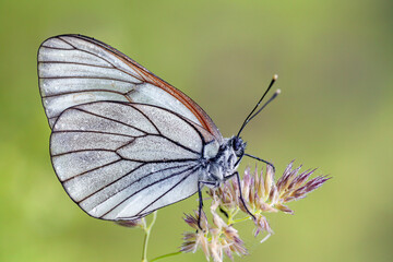Wall Mural - aporia crataegi, the black-veined white, is a large butterfly of the family pieridae.