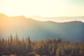 Mountain range and pine tree forest under sunset soft light. Morning sunrise fog in alpine highlands. Golden hours, bright warm colors. Wild nature beautiful landscape background. Travel, hiking