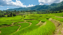 Terraced Rice Field In Chiangmai Mountains During The Green Rain Season, Thailand. Royal Project Khun Pae Northern Thailand