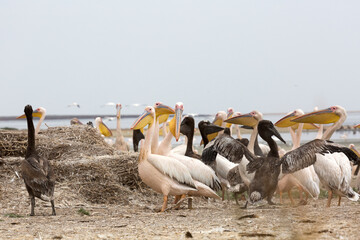 Wall Mural - Pink pelicans with chicks on the shore of Lake Manich-Gudilo in Kalmykia, Russia