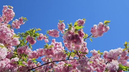 Wall Mural - beautiful japanese cherry (sakura) blossom in sunny spring day on blue sky background