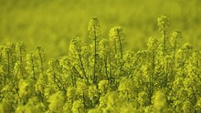 Yellow Fields Of Rapeseed Colza (Brassica Napus Var. Oleifera), Canola Flowers On Southern Plains, Former Steppe