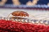 Fototapeta  - a flea peacefully sitting on a piece of carpet