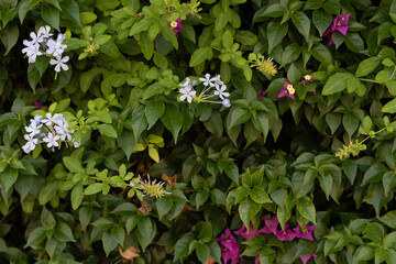 Aufkleber - Small green leaves texture background with beautiful pattern. Clean environment.